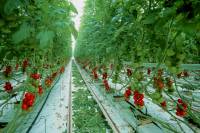 Tomates - Cultures hors-sol